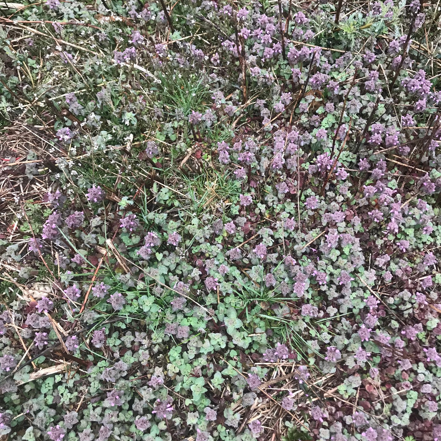 Daisy Dead Nettle